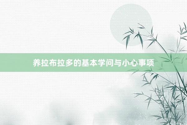 养拉布拉多的基本学问与小心事项